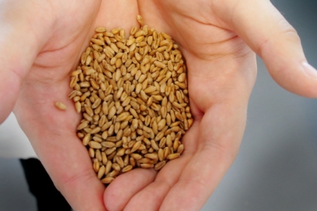 Umiddelbart ser en håndfuld hvedekorn temmelig ensartet ud, men der er stor forskel på kvalitet og proteinindhold. Foto: Jakob Brodersen