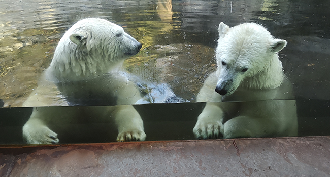 Biologistuderende ved AAU har iagttaget isbjørnes adfærd i Aalborg Zoo.